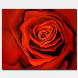 large red rose in closeup